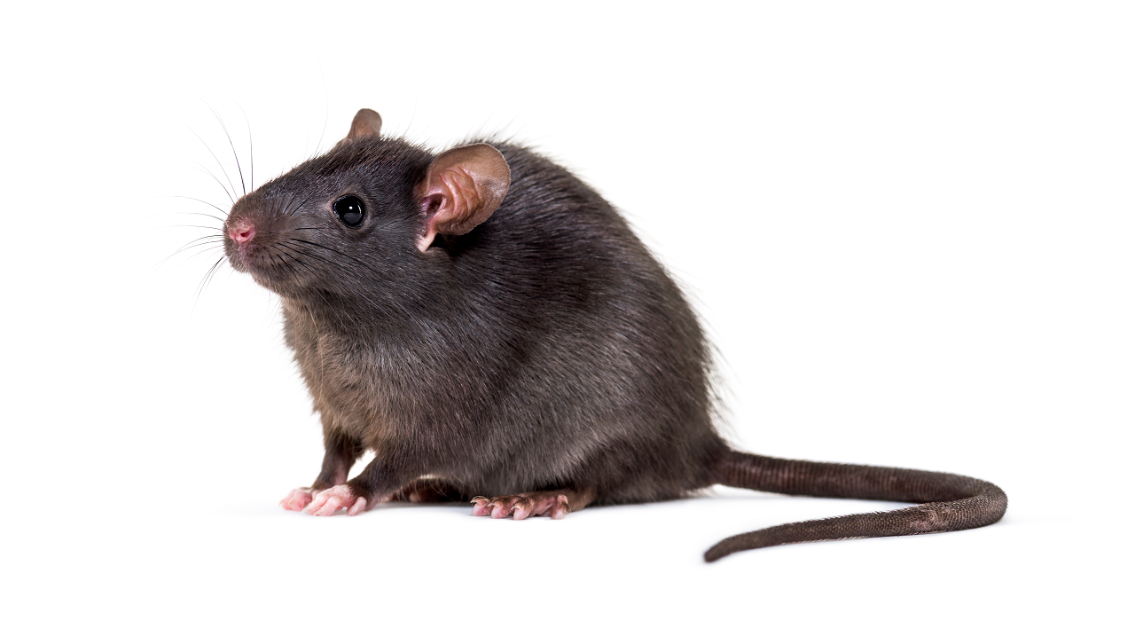 1280Rattus rattus_shutterstock_1518345971